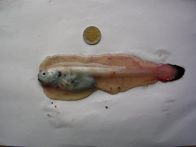 Melanostigma gelatinosum Günther, 1881